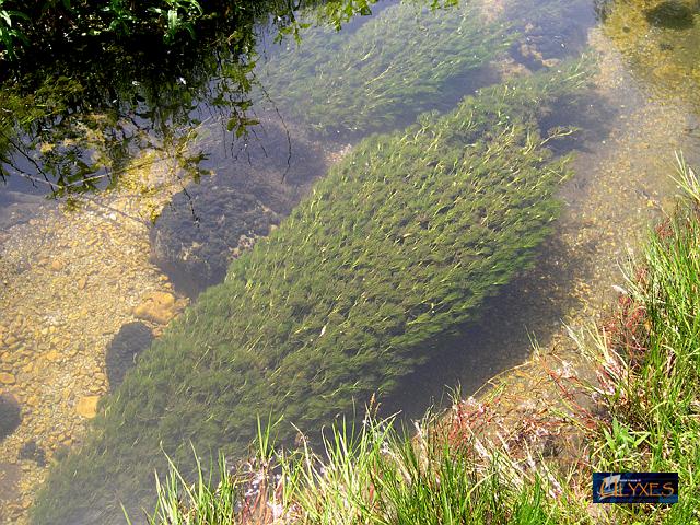 lungo ciuffo di ranuncolo acquatico.JPG